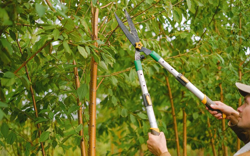 Tree trimming in Dunbar, NE