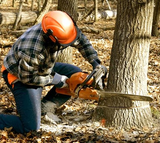 Tree Removal in Dunbar, NE